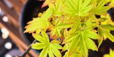 Preview image for Combatting Common Diseases: Proactive Care for Japanese Maples